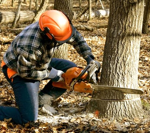 Tree Removal in Redwood, MS